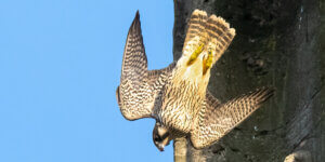 Quickline Connectivity Powering the Peregrines