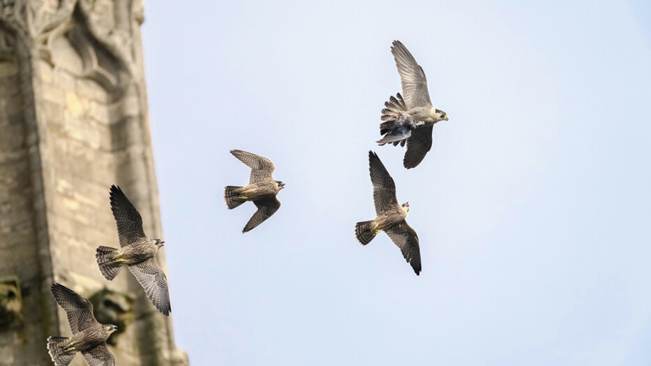 Quickline Connectivity Powering the Peregrines